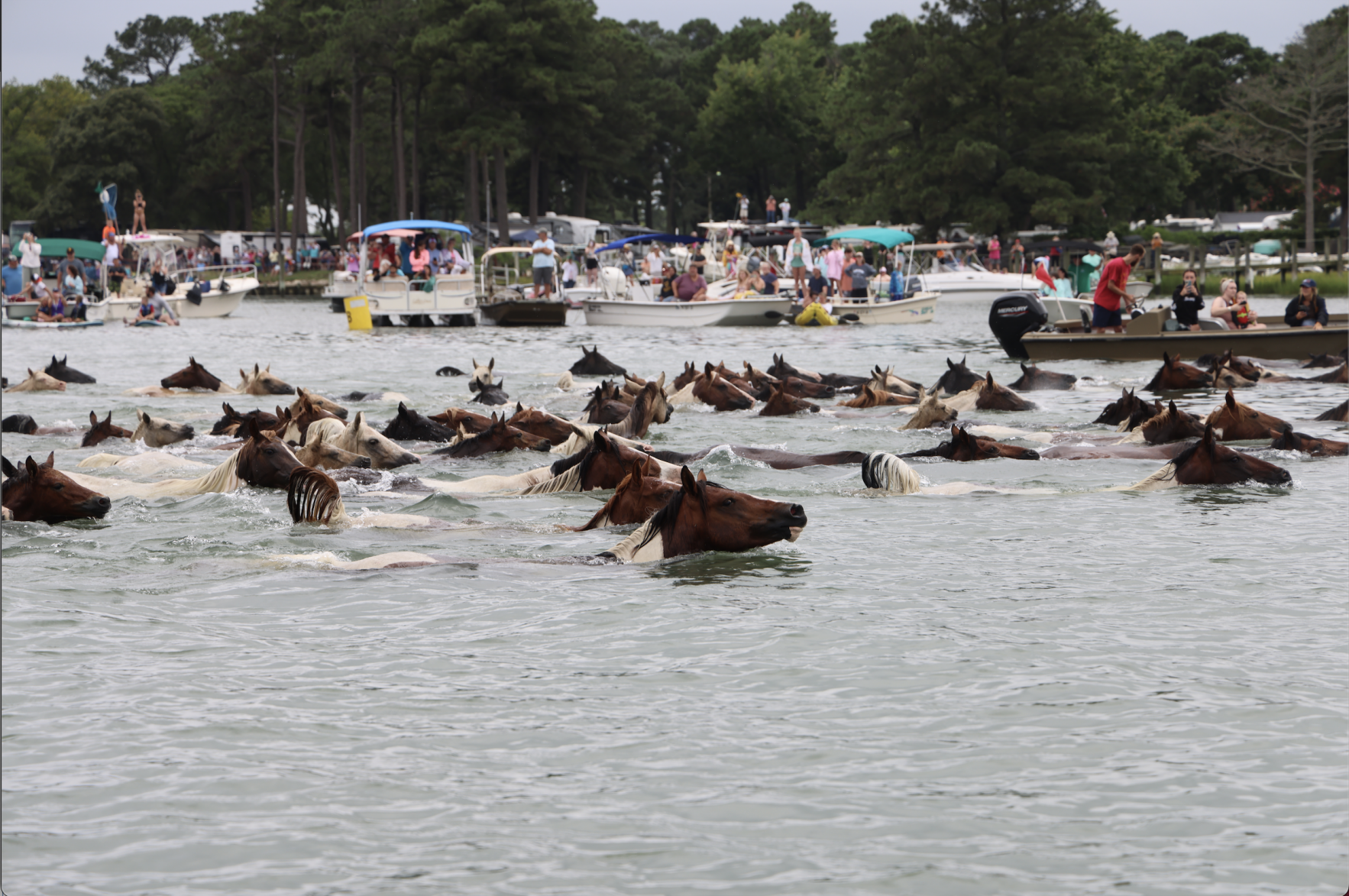 Pony Swim